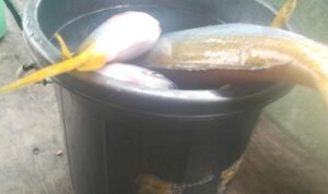 IMG-20261031-WA0065